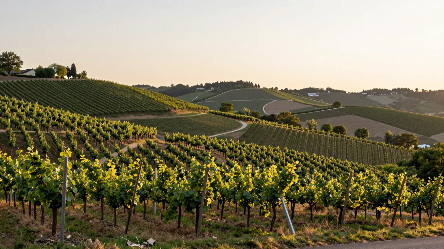 Weinberge und sanfte Hügel im warmen Abendlicht