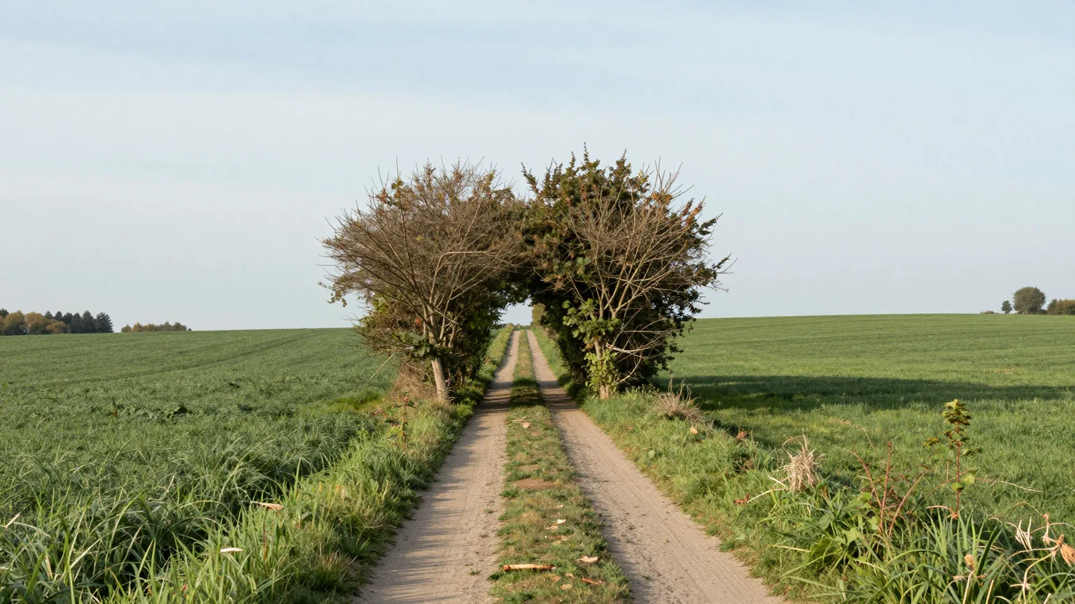 Feldweg, der durch einen Bogen aus Bäumen zwischen grünen Feldern führt