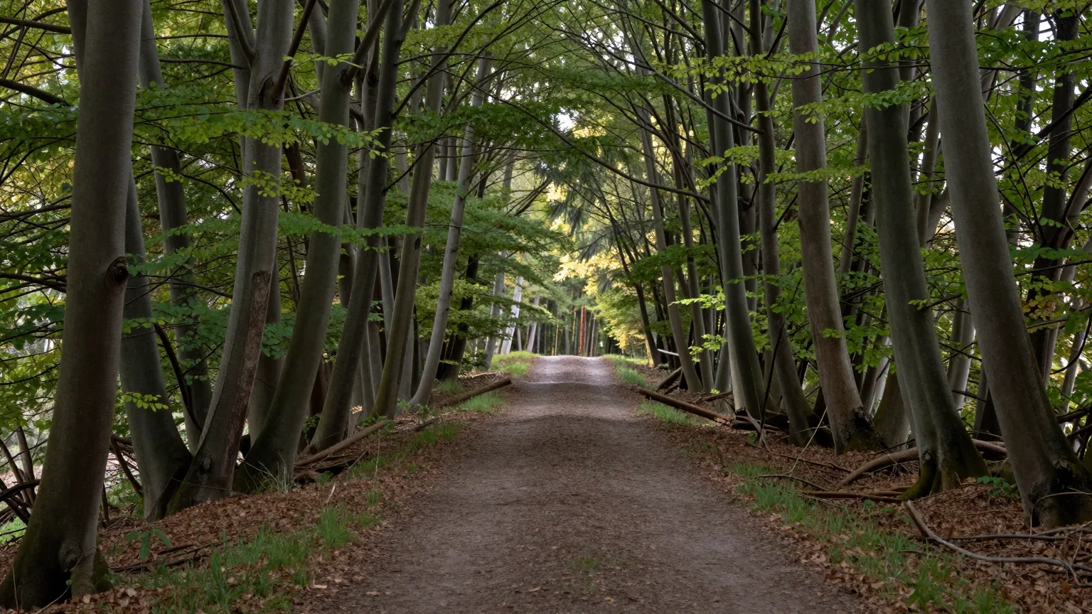 Schmaler Waldweg zwischen hohen Buchen im weichen Licht