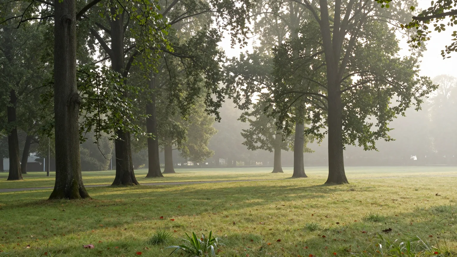 Parkwiese mit hohen Bäumen im Morgennebel
