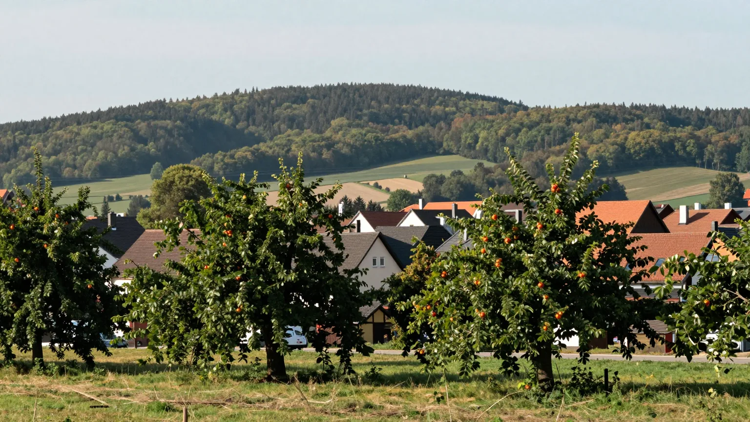 Obstbäume am Ortsrand vor bewaldeten Hügeln im Sommerlicht