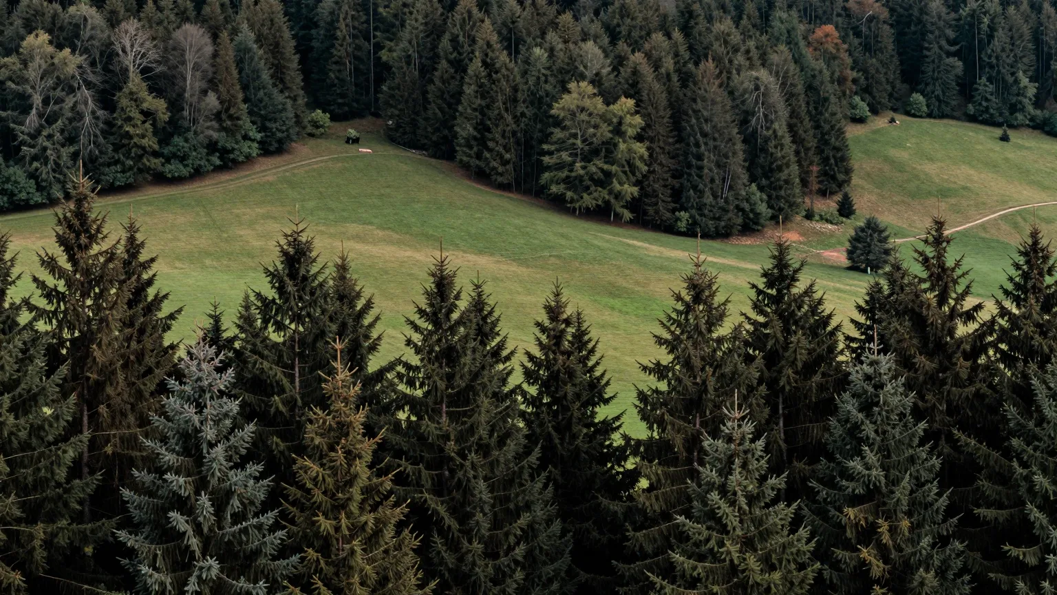 Fichtenwald über einer Almwiese in dunklem Grün