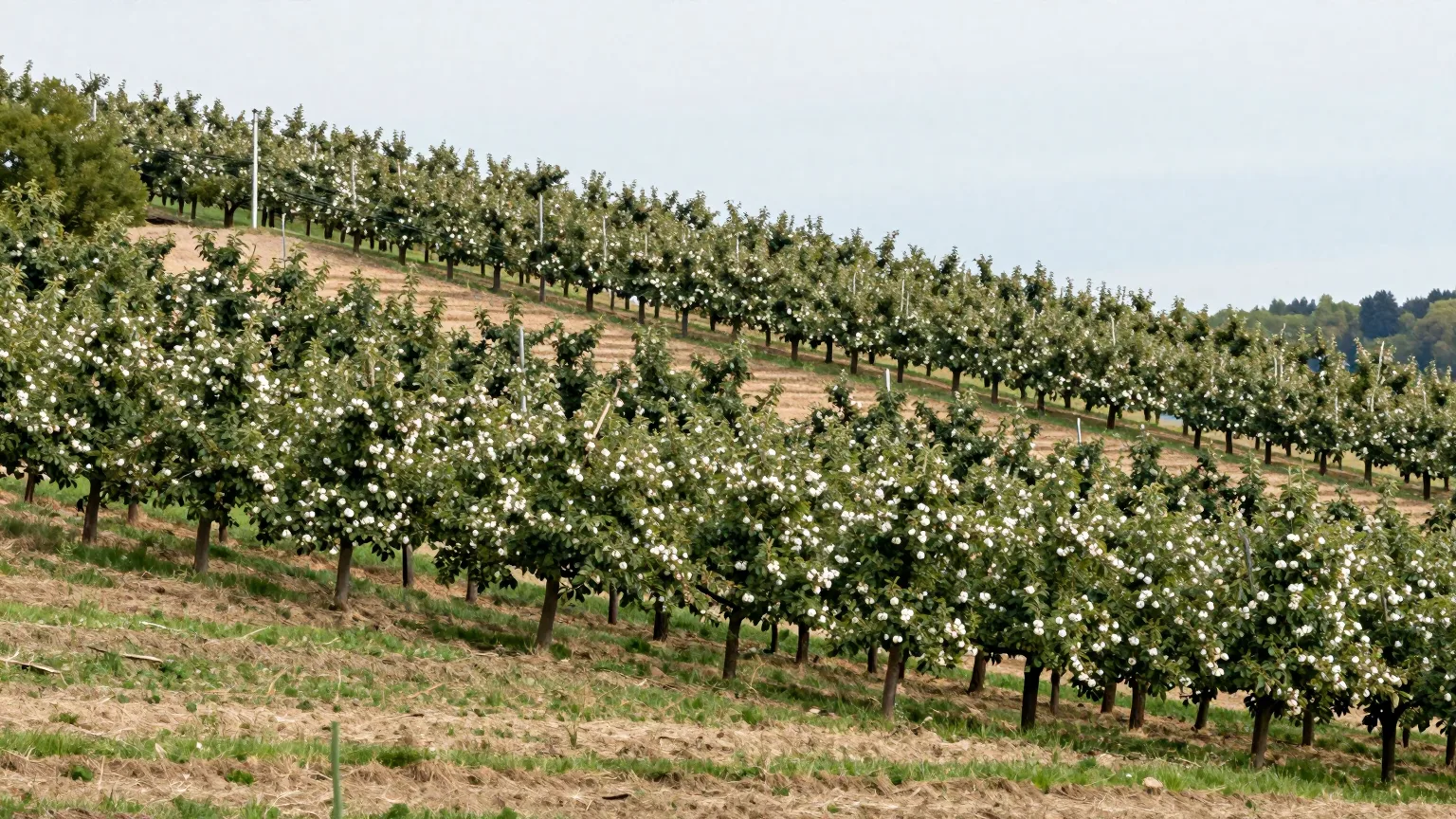 Blühende Obstpflanzungen in Reihen am Hang