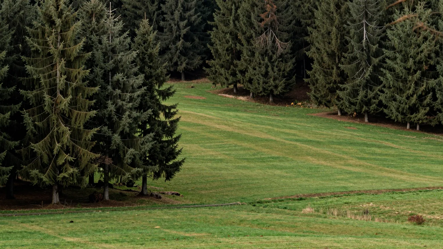 Waldrand mit weiter grüner Wiese