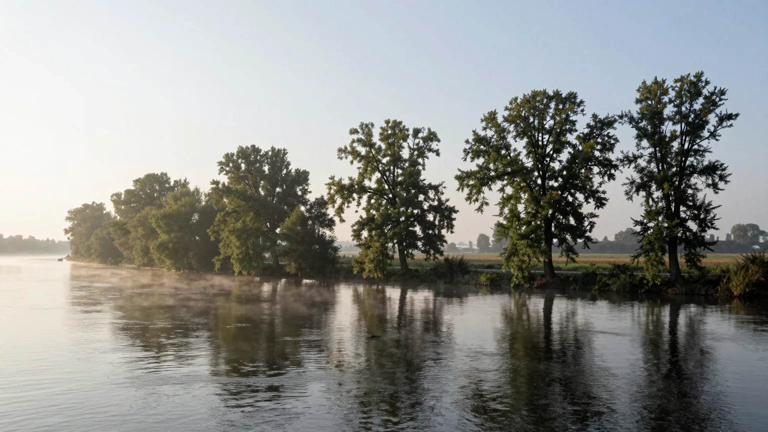 Baumreihe am Flussufer im Dunst