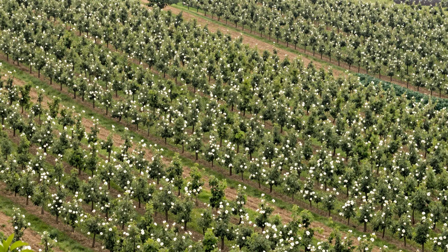 Feld mit Baumreihe