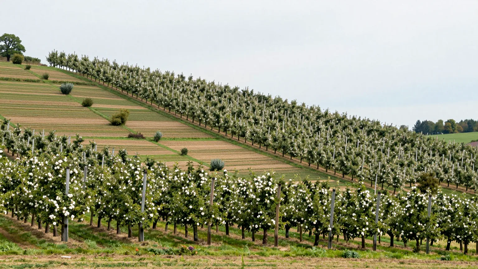 Feld mit Bäumen und Hügel im Hintergrund