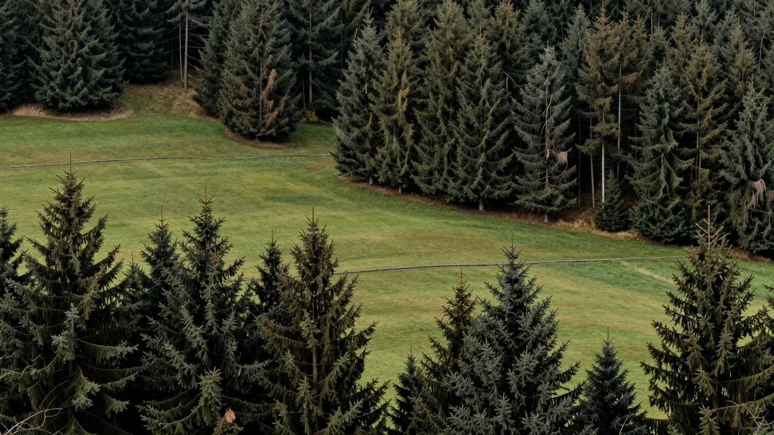 Waldkante über einer Wiese mit Hügel