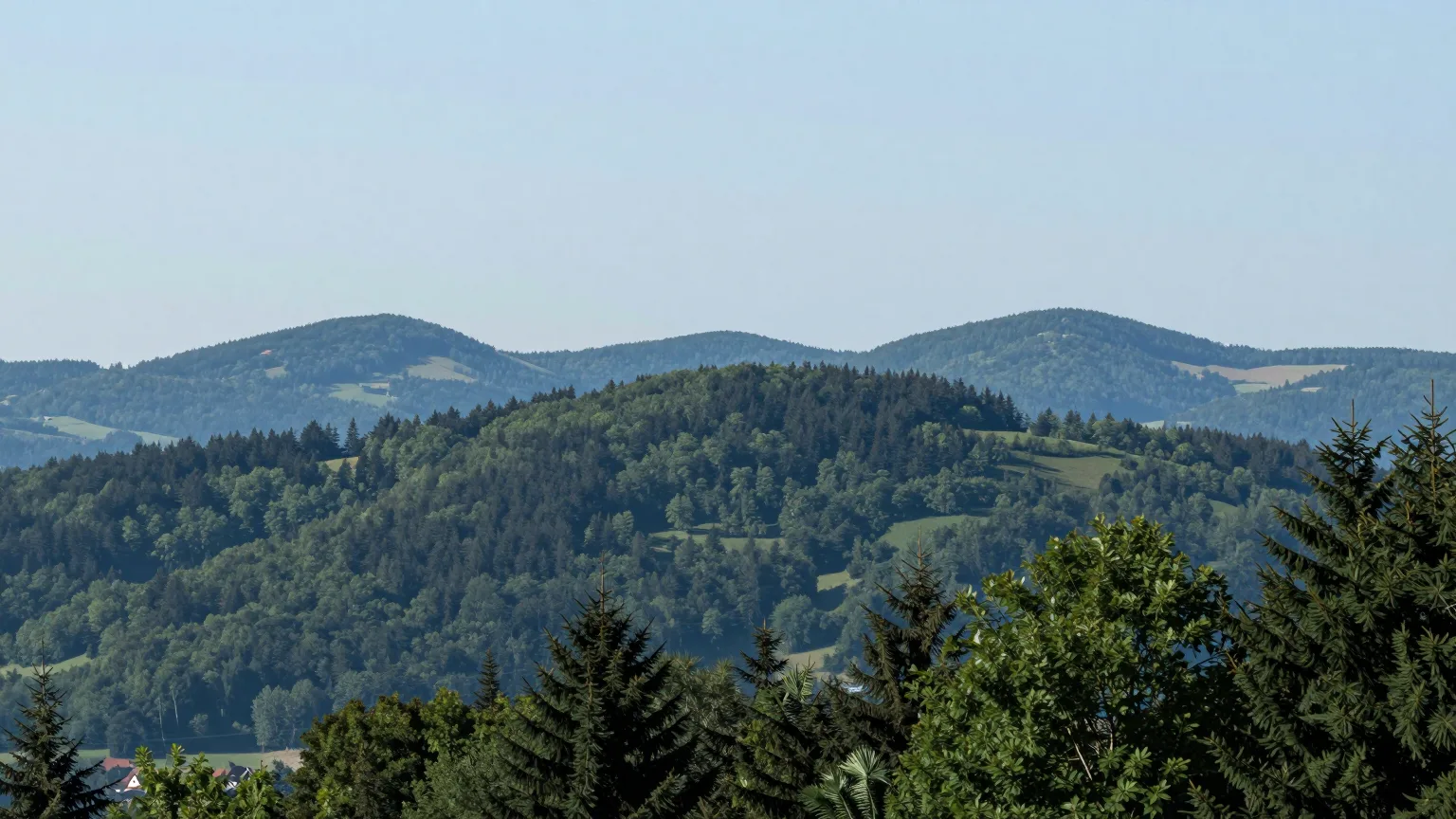 Wald auf einem Hügelrücken