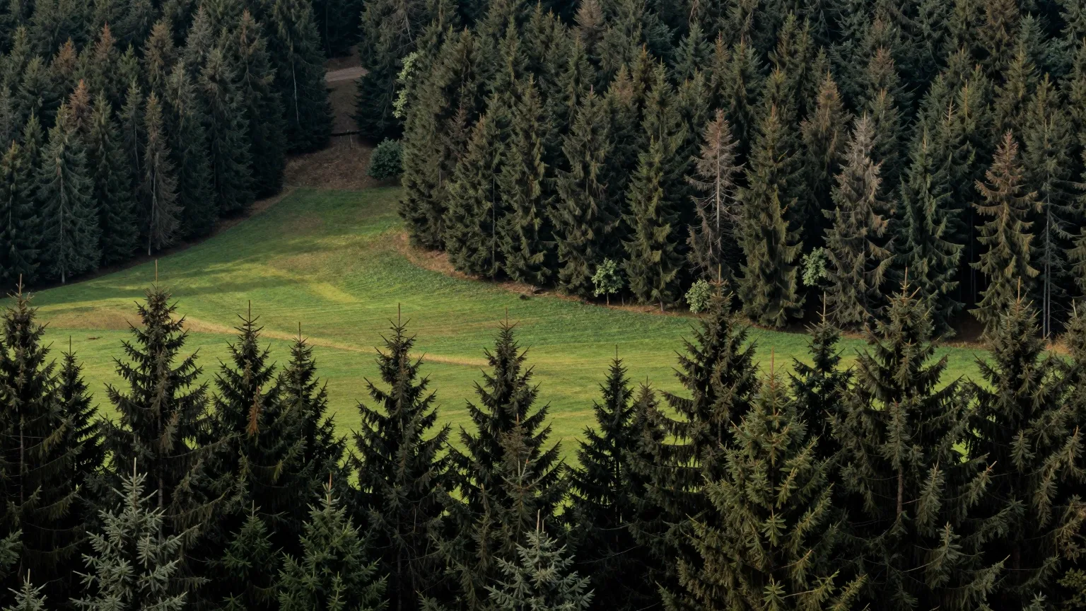 Wald und Wiese in weichem Licht