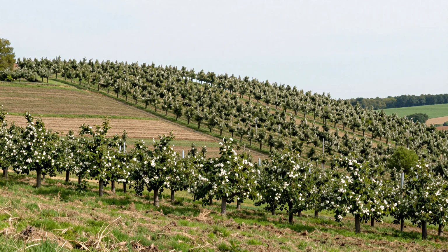 Baum über offenem Feld