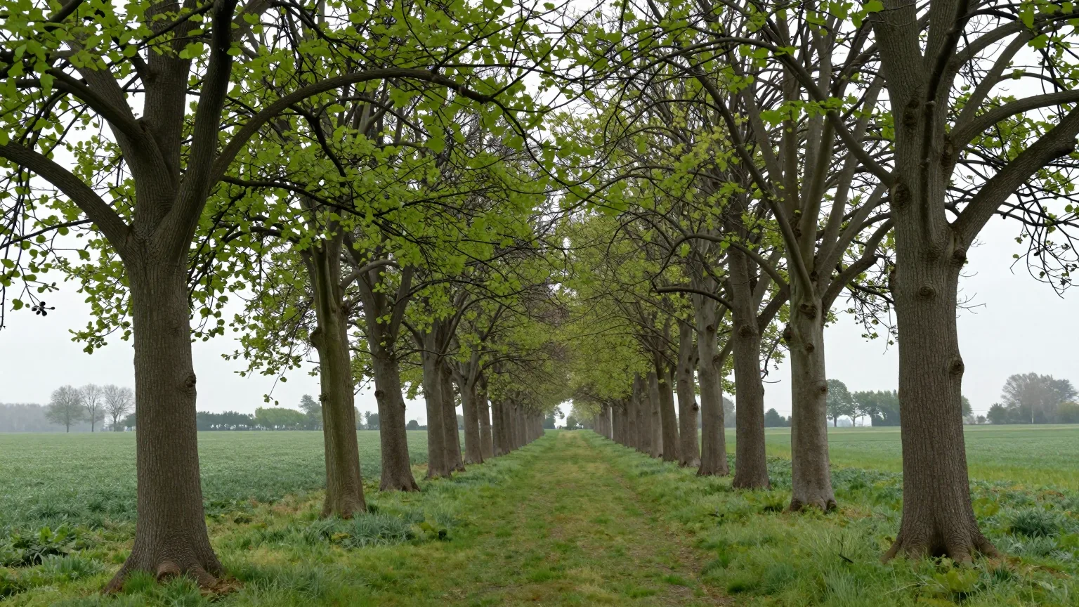 Lindenallee im Frühnebel