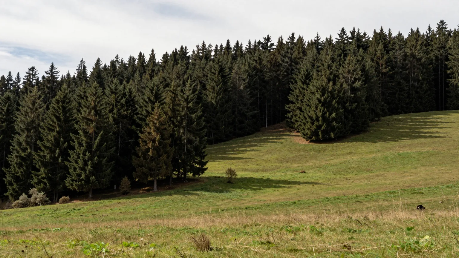 Waldwiese mit Hügeln