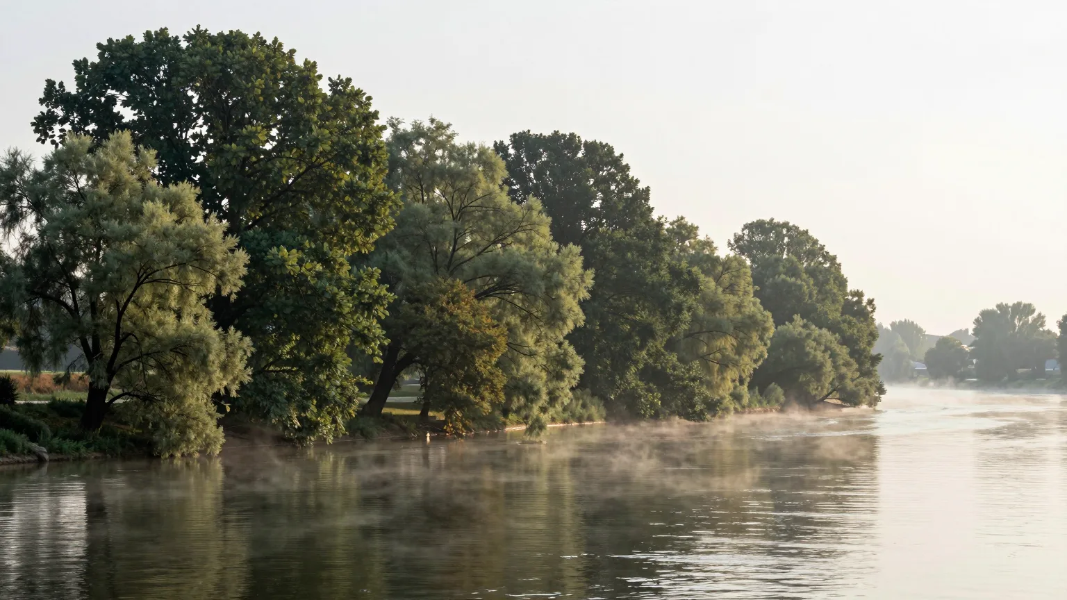 Baumreihe am Flussufer im weichen Licht