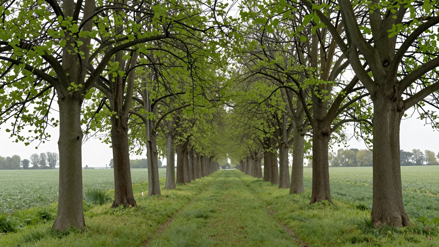 Baumreihe an einem Weg im weichen Licht