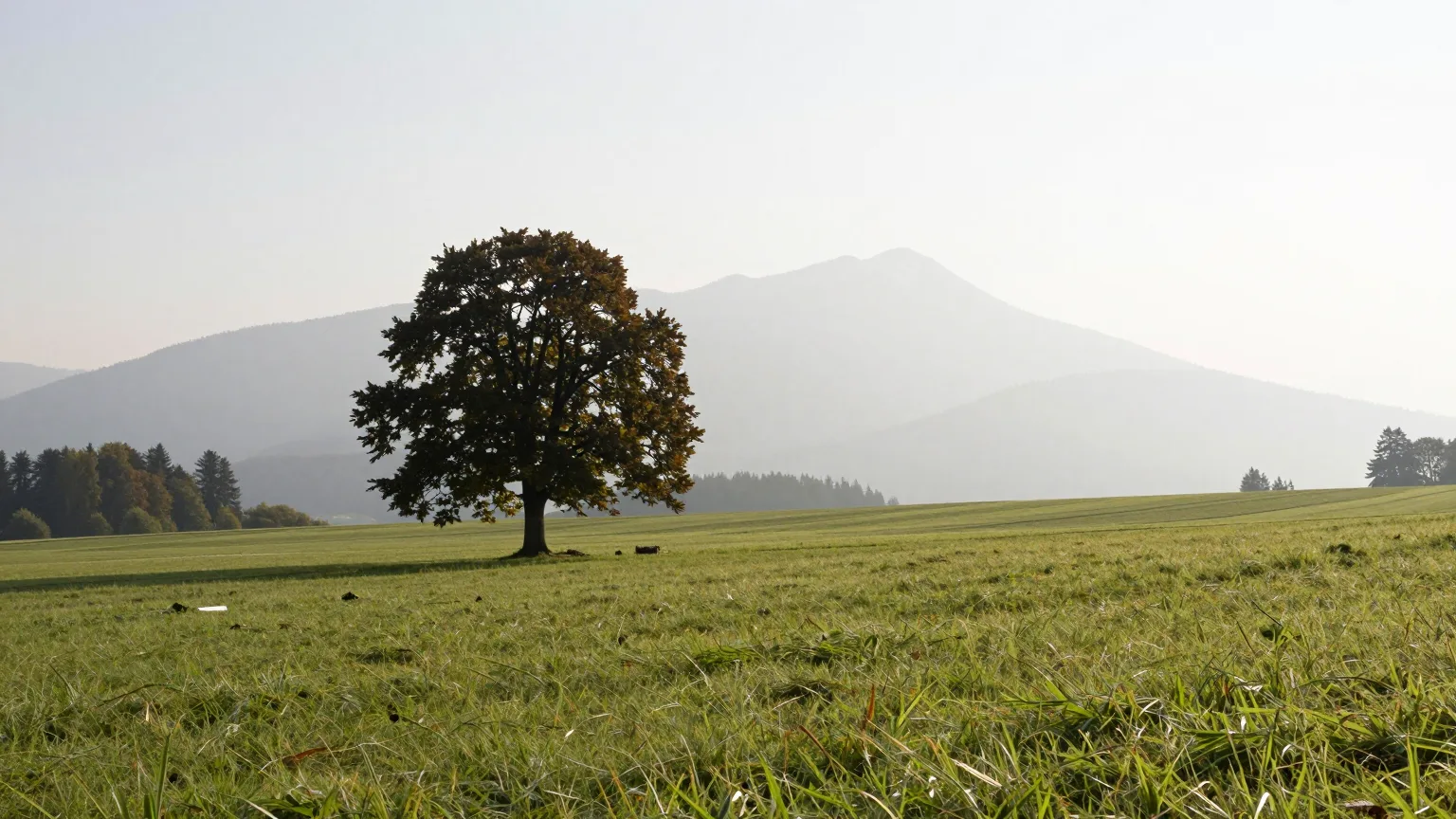 Weite Wiese mit einzelnem Baum vor sanftem Hügel