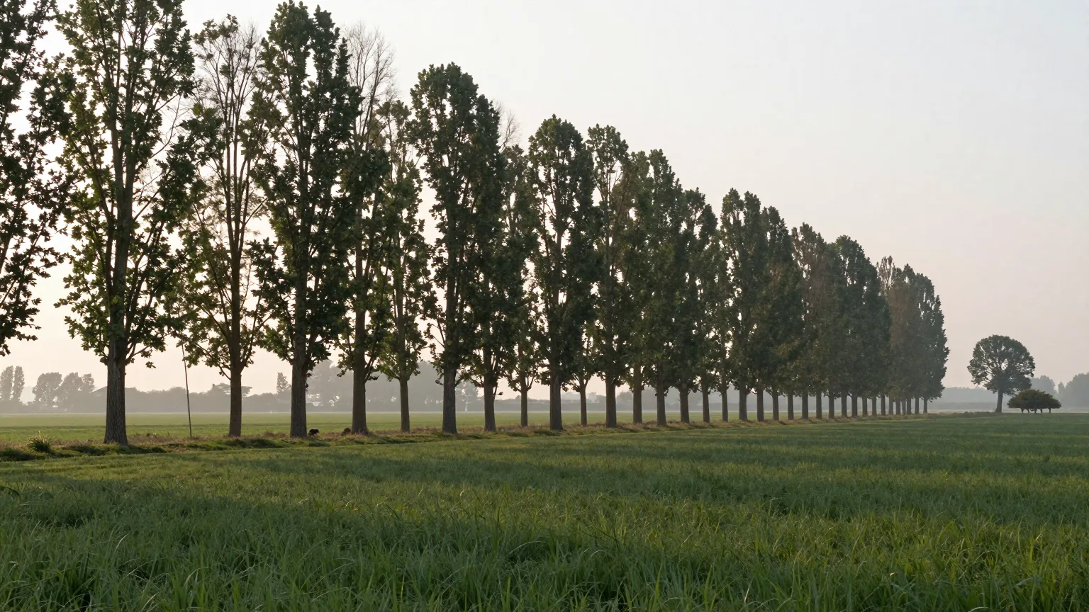 Allee über offenem Feld