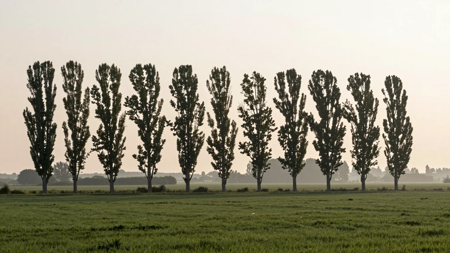 Baumreihe über offenem Feld