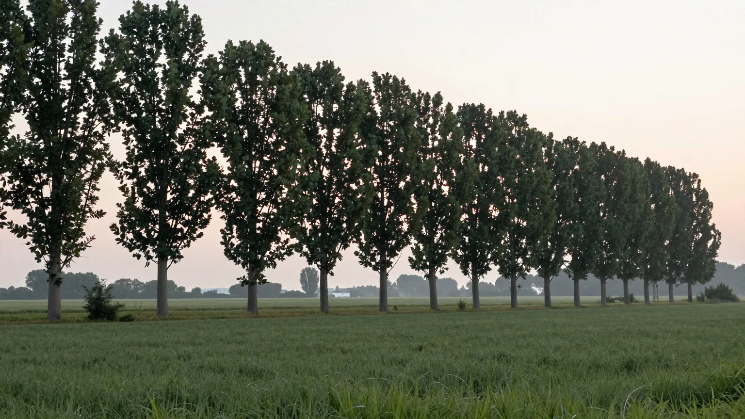 Allee zwischen Feldern und Wiesen