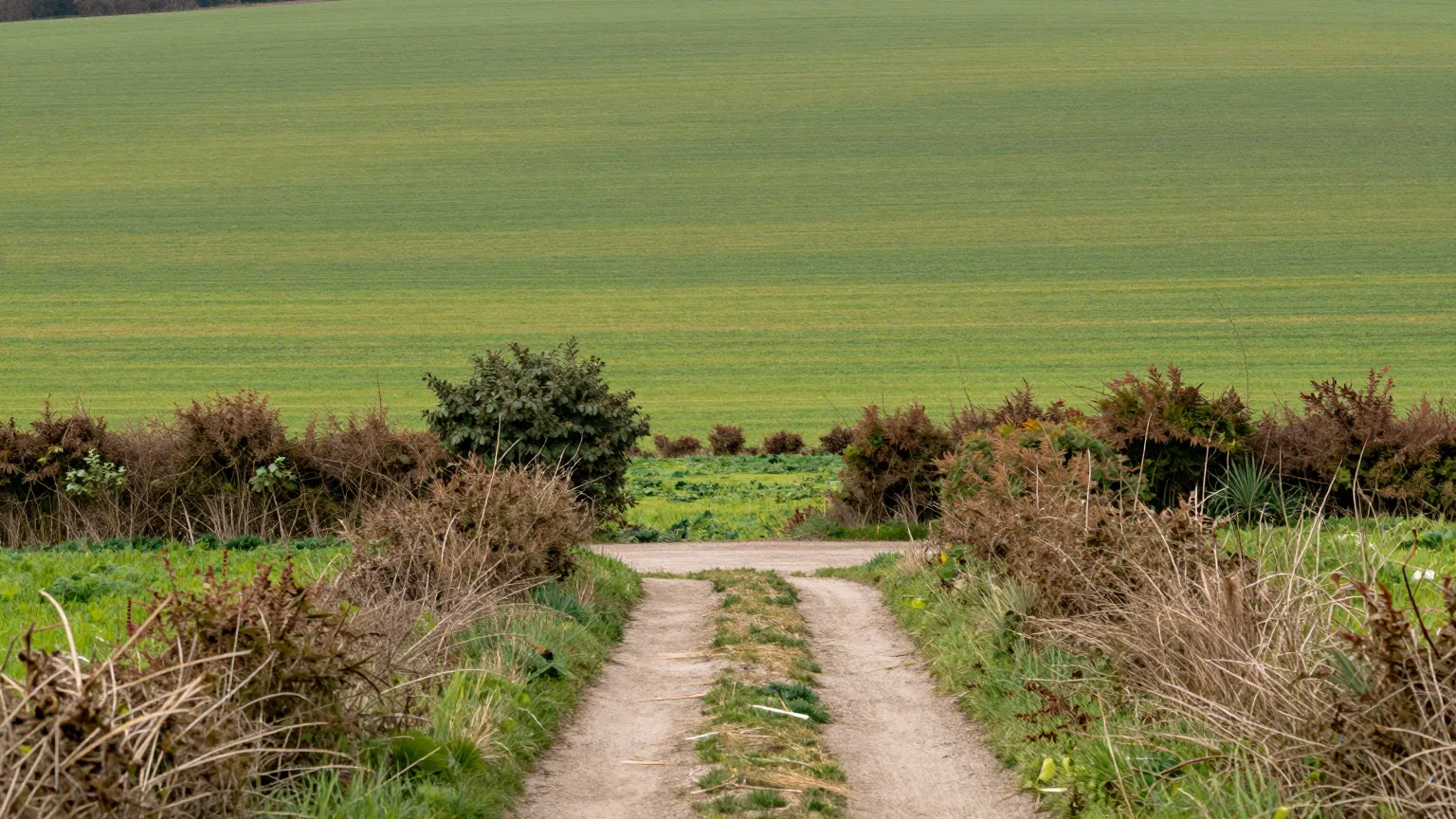 Feldweg zwischen Hecken mit Blick in eine weite Wiese