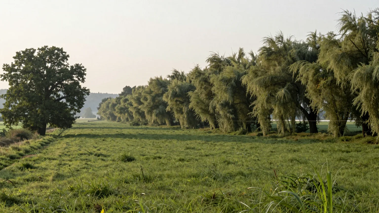 Wiese mit Baumreihe im weichen Morgenlicht