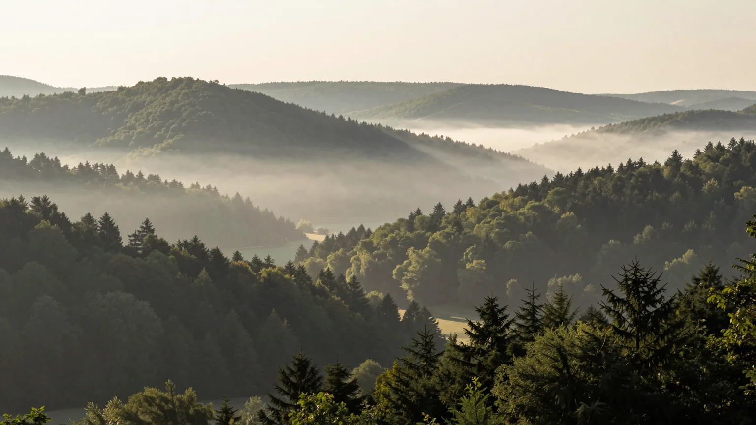 Wald über einem Tal