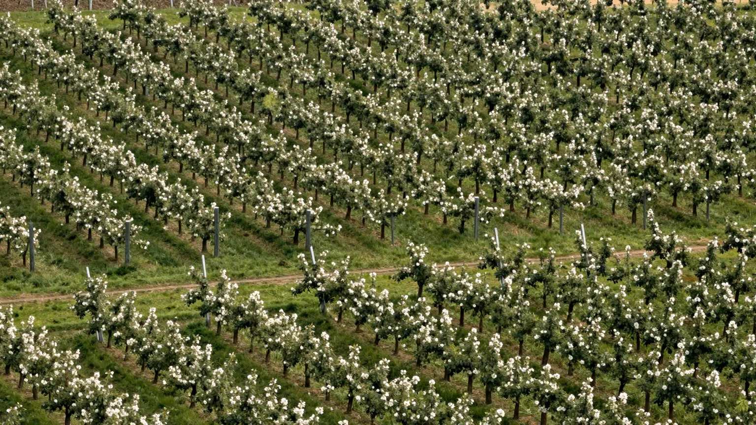 Baum über einem Feld