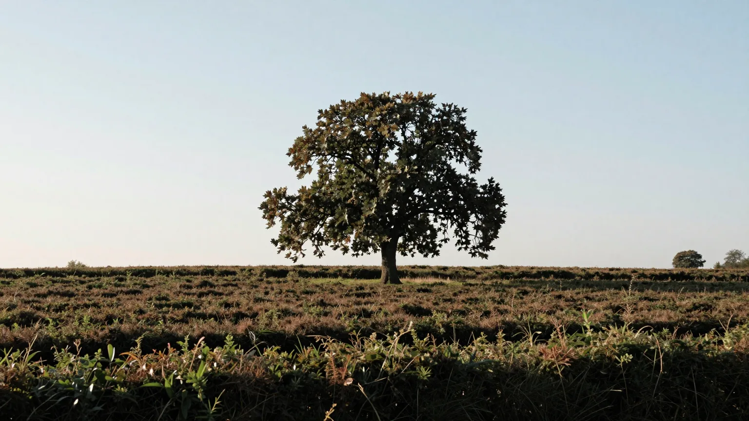 Baum über einem Feld mit Hecke
