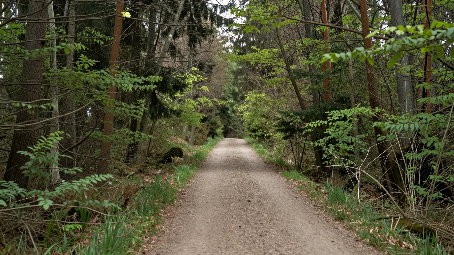 Ein gerader Waldweg zwischen hohen Bäumen, das Licht fällt auf den Weg