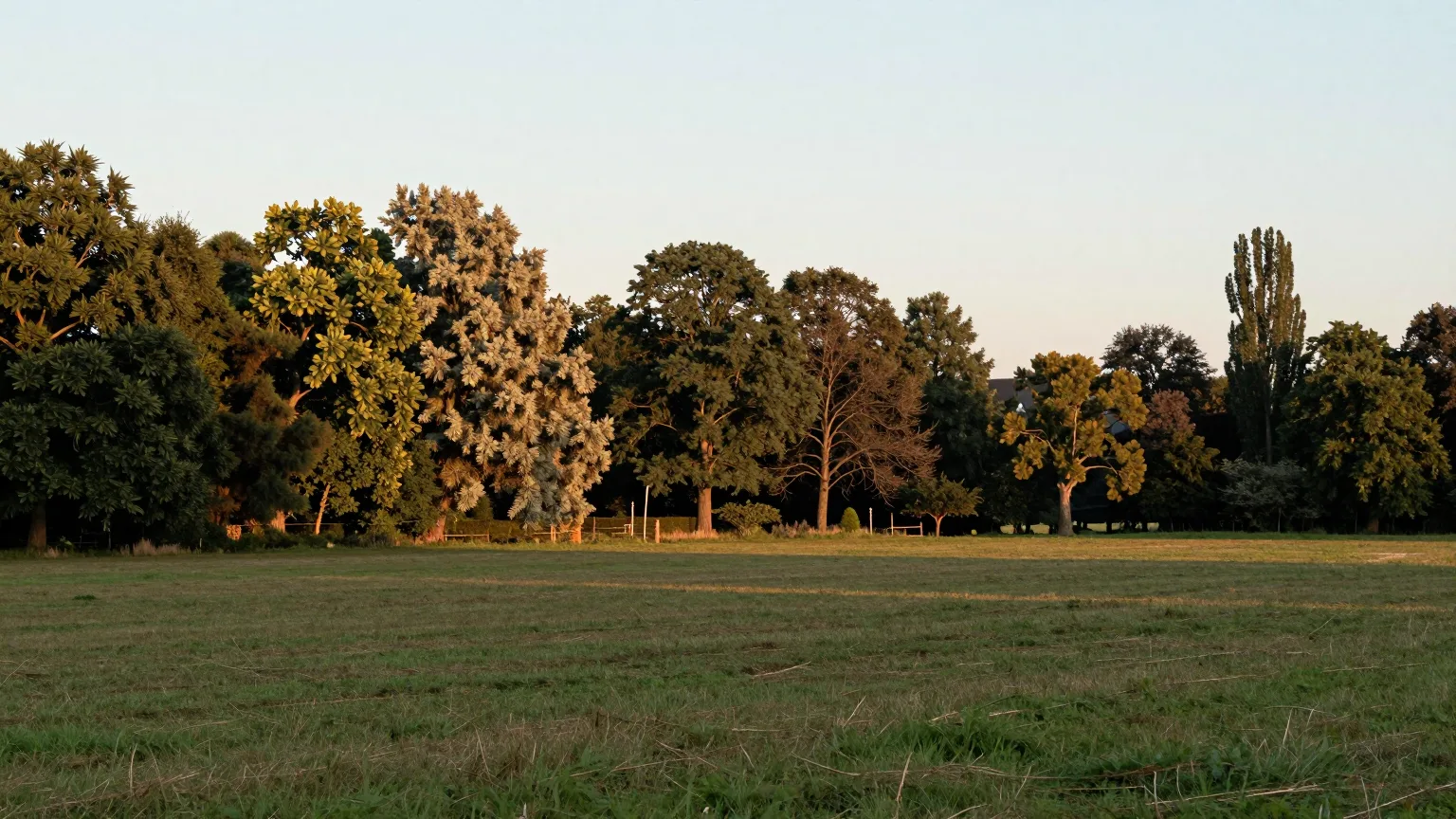 Eine offene Wiese mit einer Gruppe von Bäumen im warmen Abendlicht