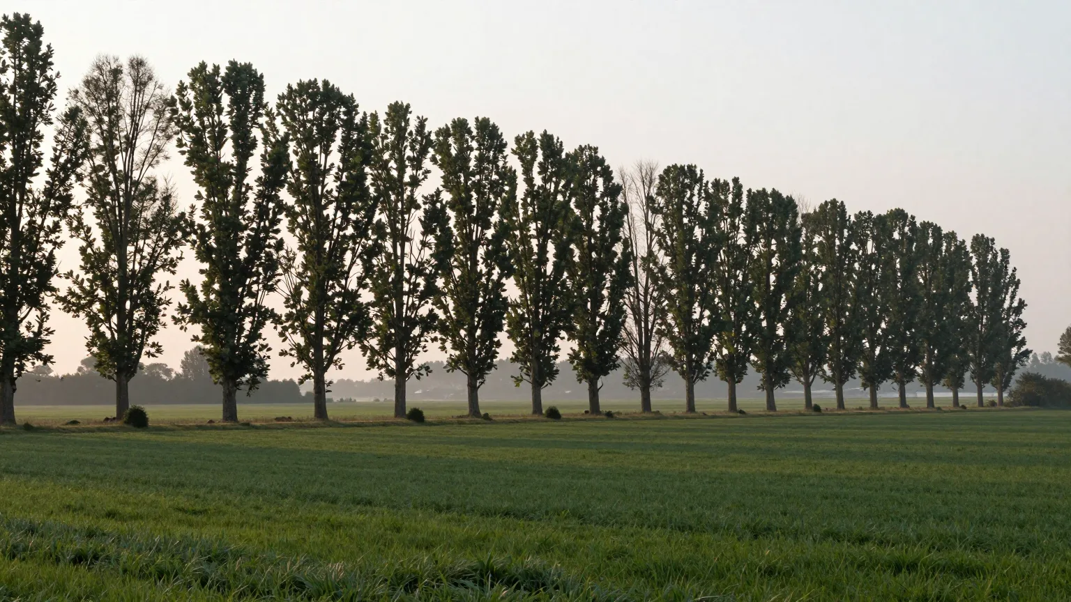 Allee über offenem Feld