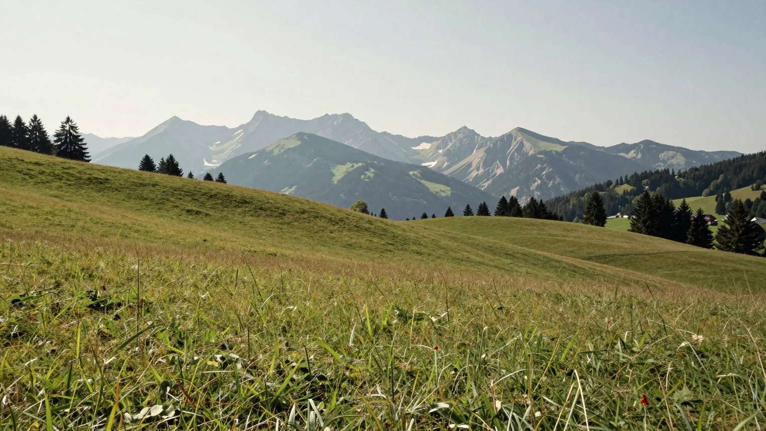 Hügelwiese mit Wald