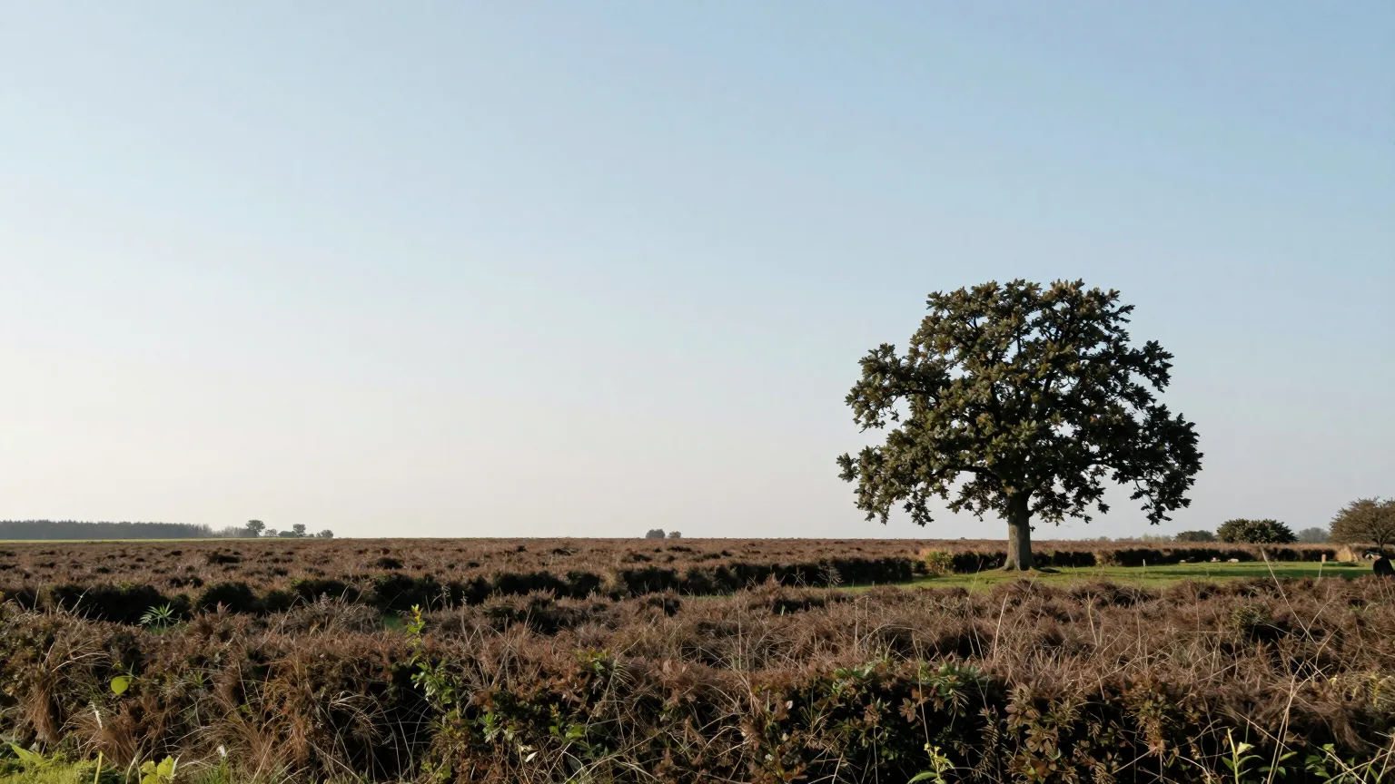 Heidelandschaft mit Baum