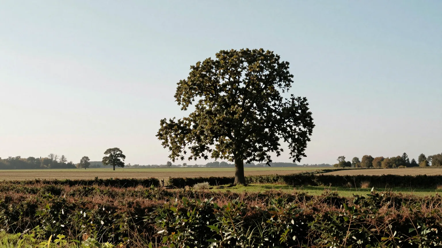 Baum vor Wiese und Hecke