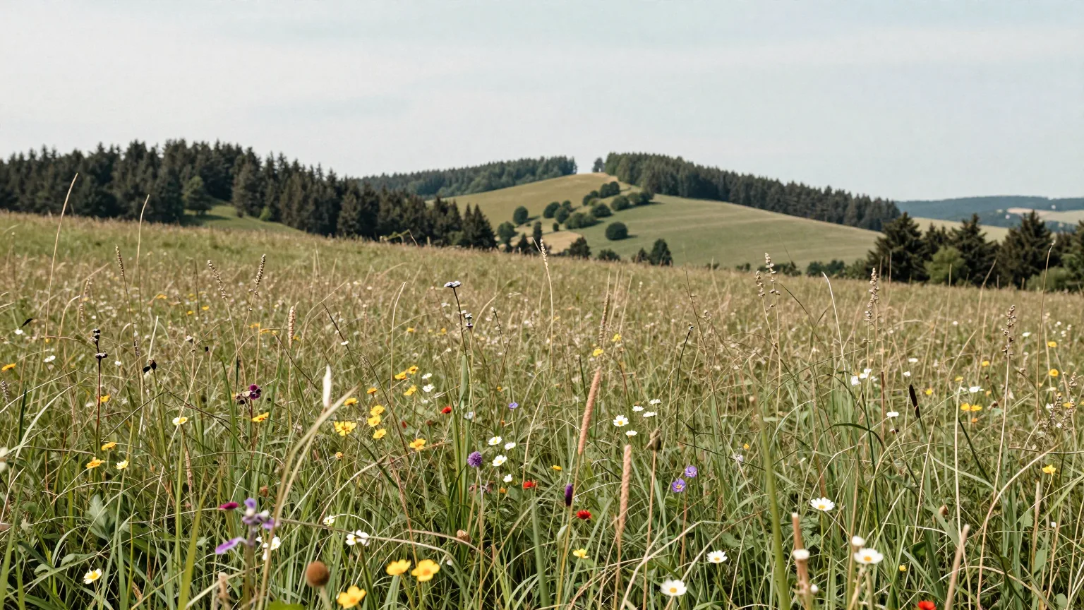 Wiese vor bewaldetem Hügel