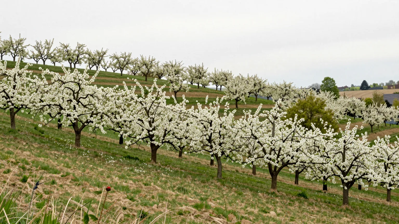 Bäume über Feld und Hügeln