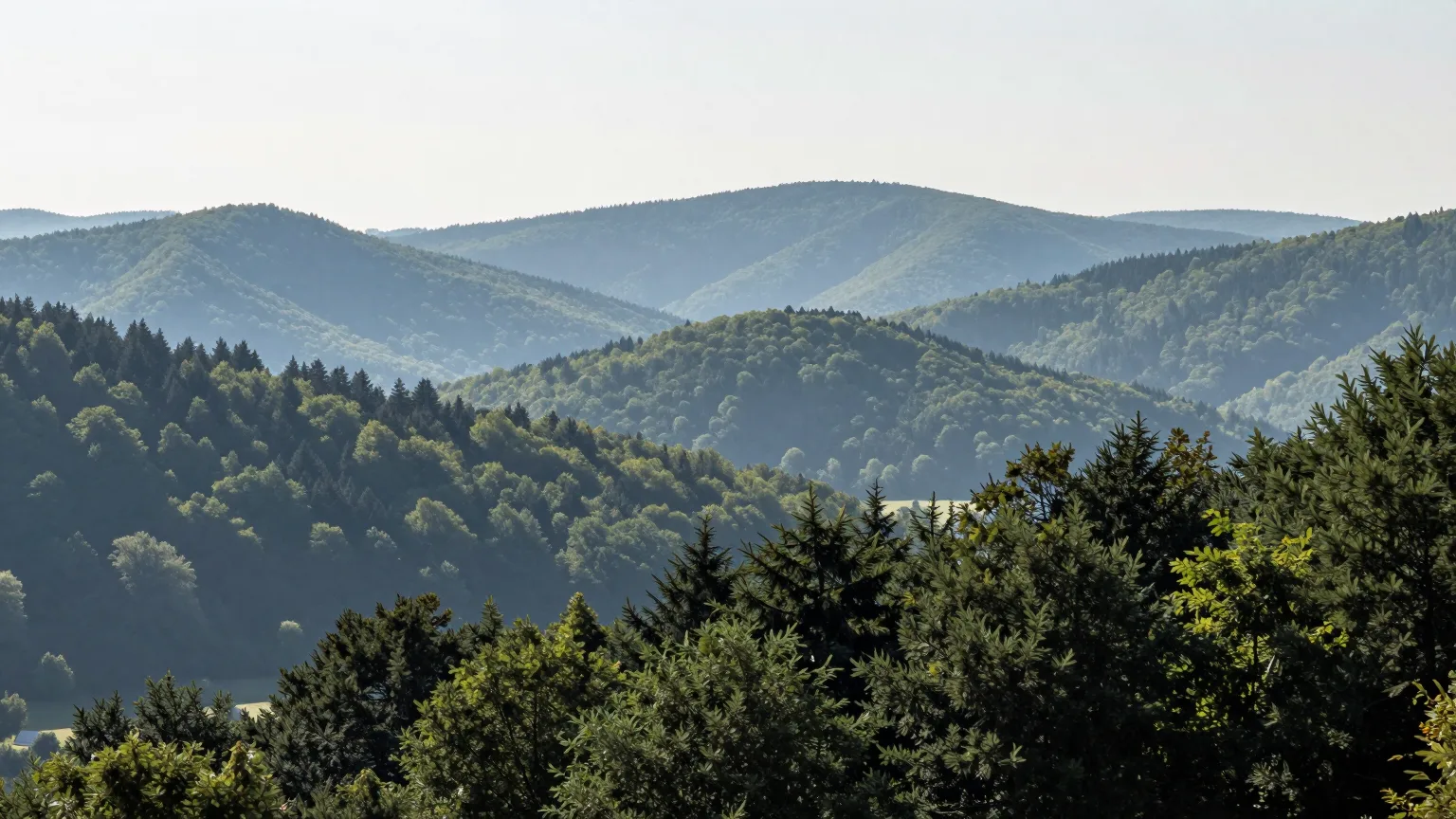 Wald über Hügeln und Tal