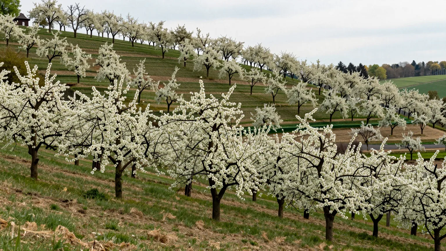 Bäume über Feld und Hügeln
