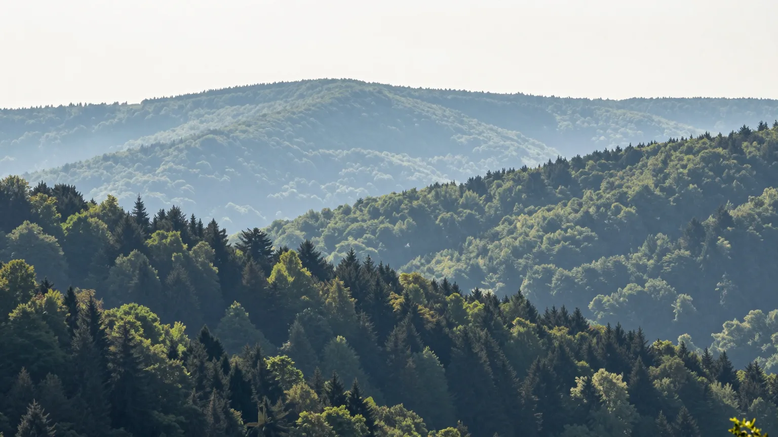 Wald auf Hügeln
