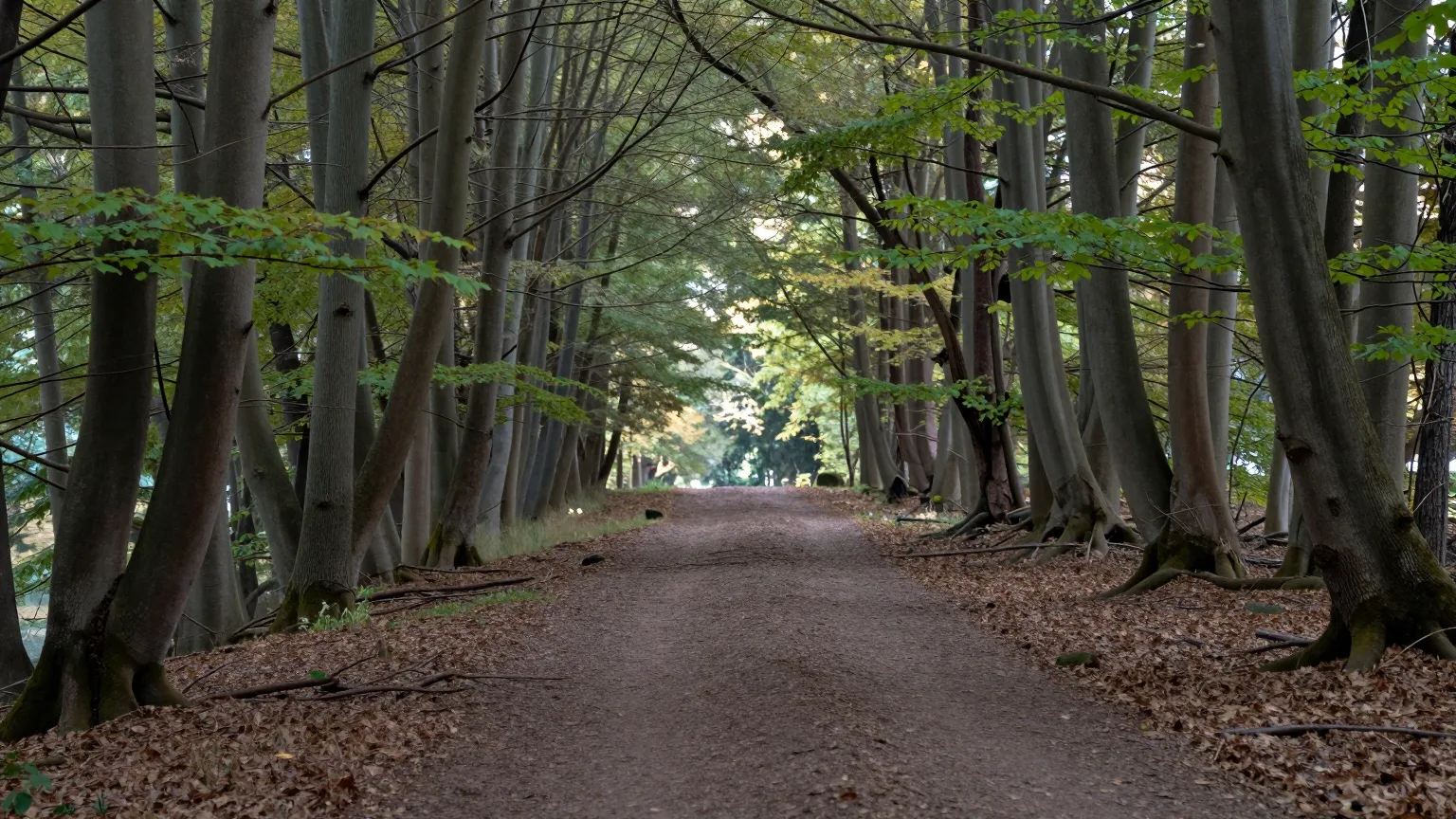 Waldpfad mit hohem Baumbestand