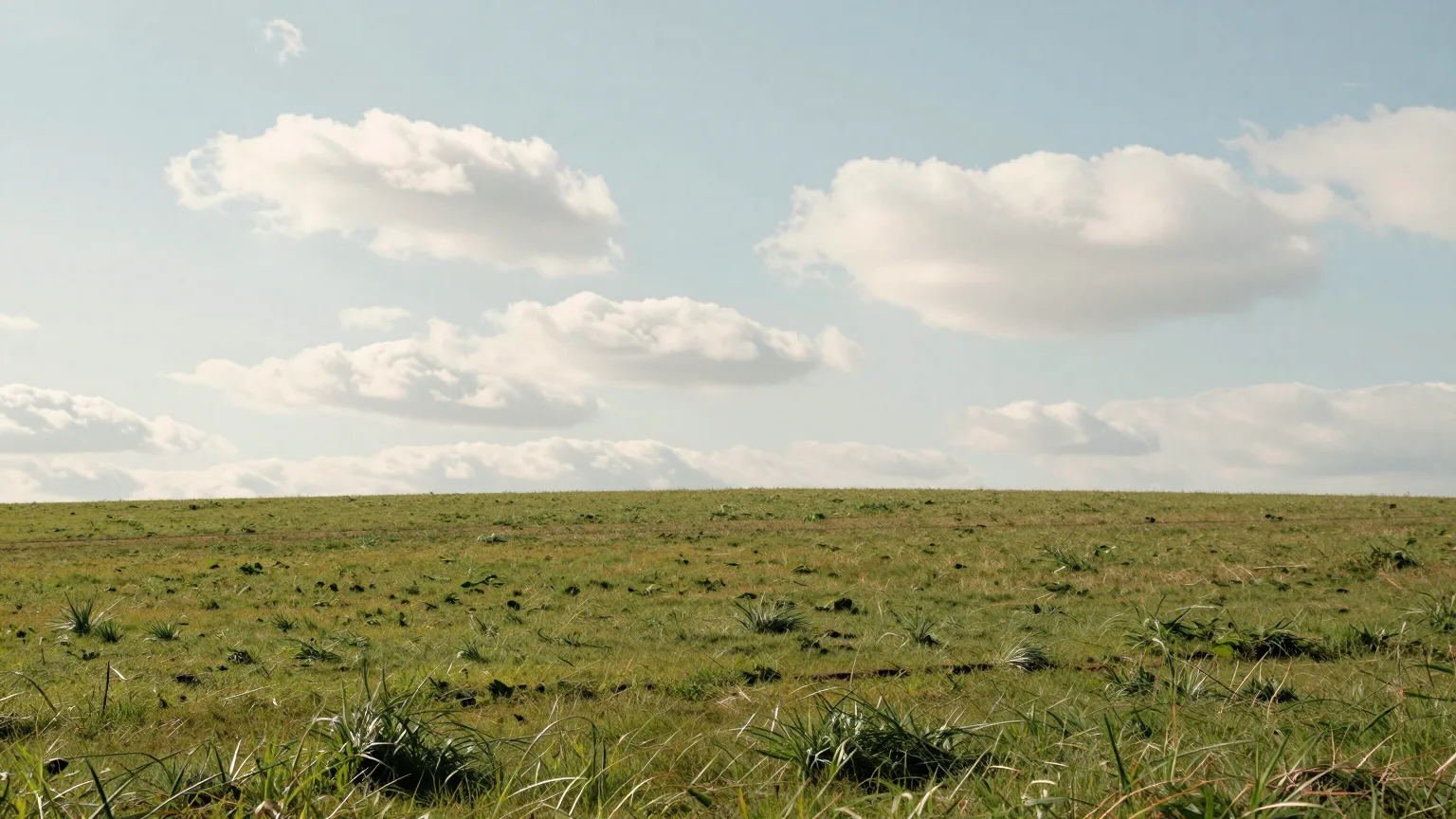 Wiese vor offenem Feld