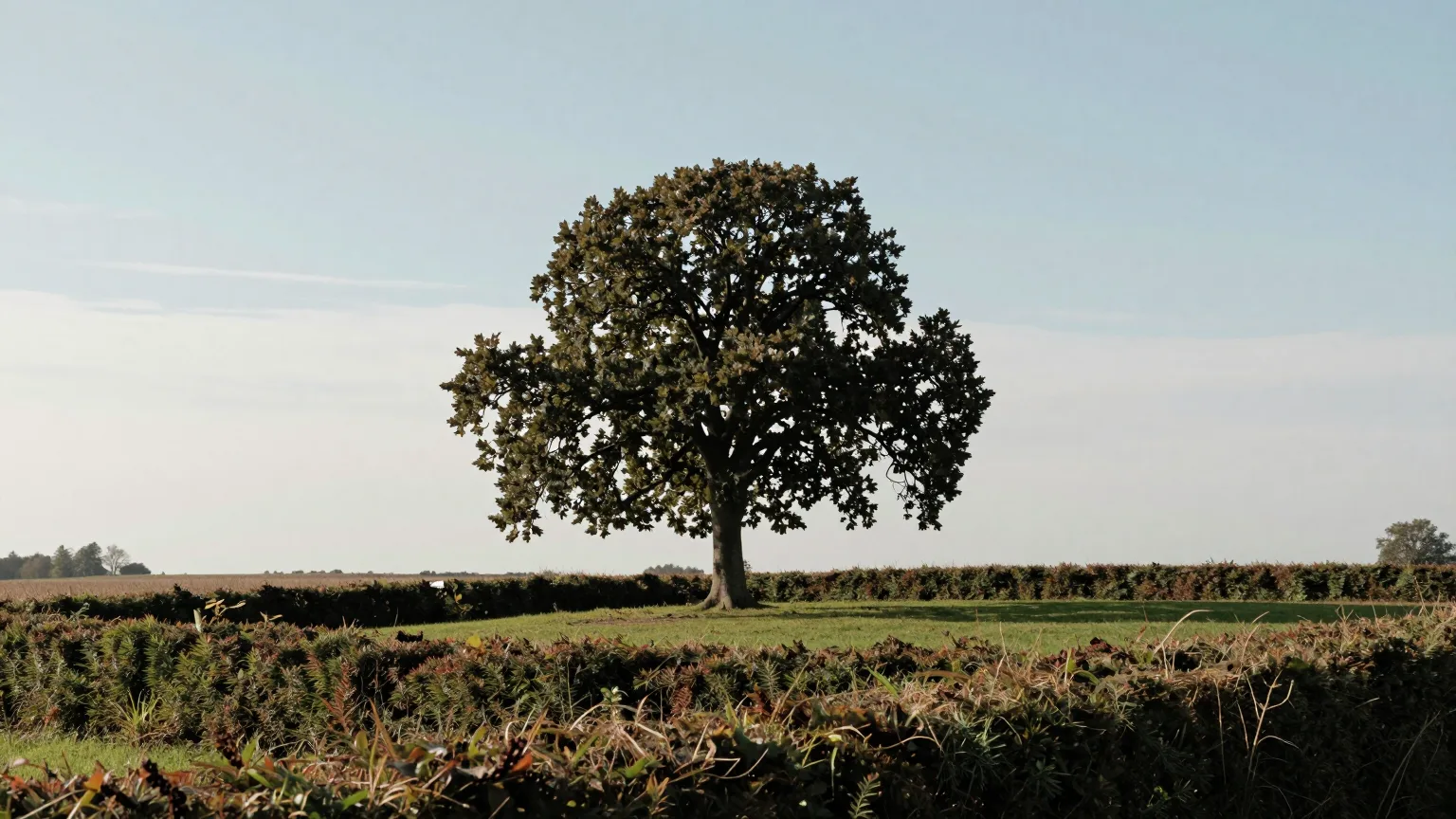 Baum über Feld und Hecke
