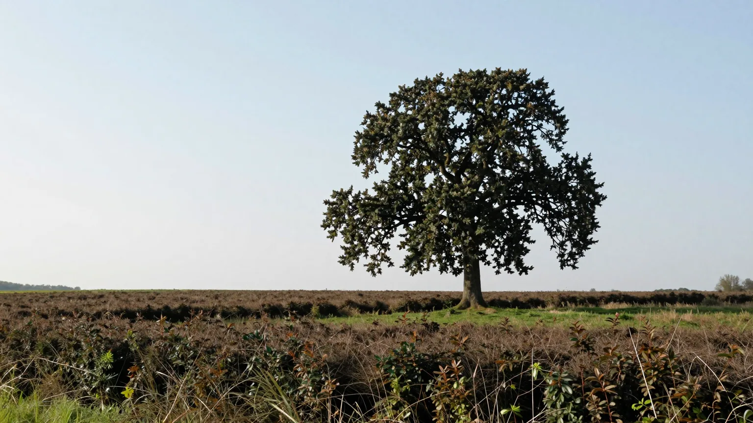 Baum über Heide und Feld