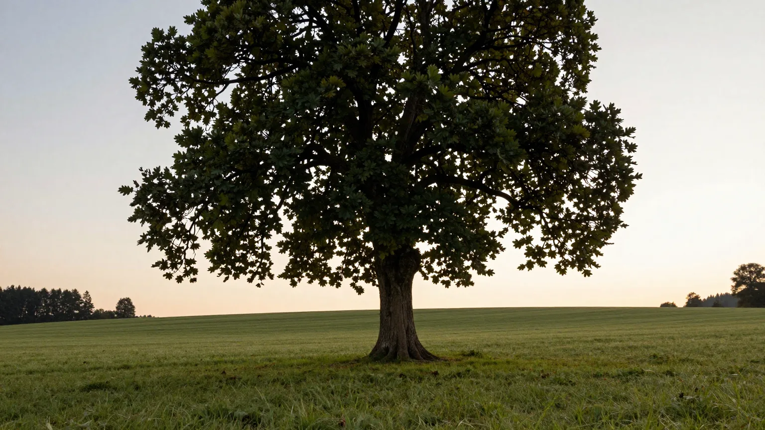 Ein einzelner großer Baum auf einer weiten Wiese im Abendlicht