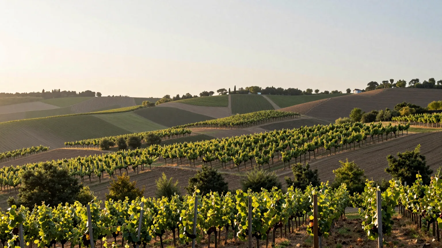 Weinberge über hügeligem Feld