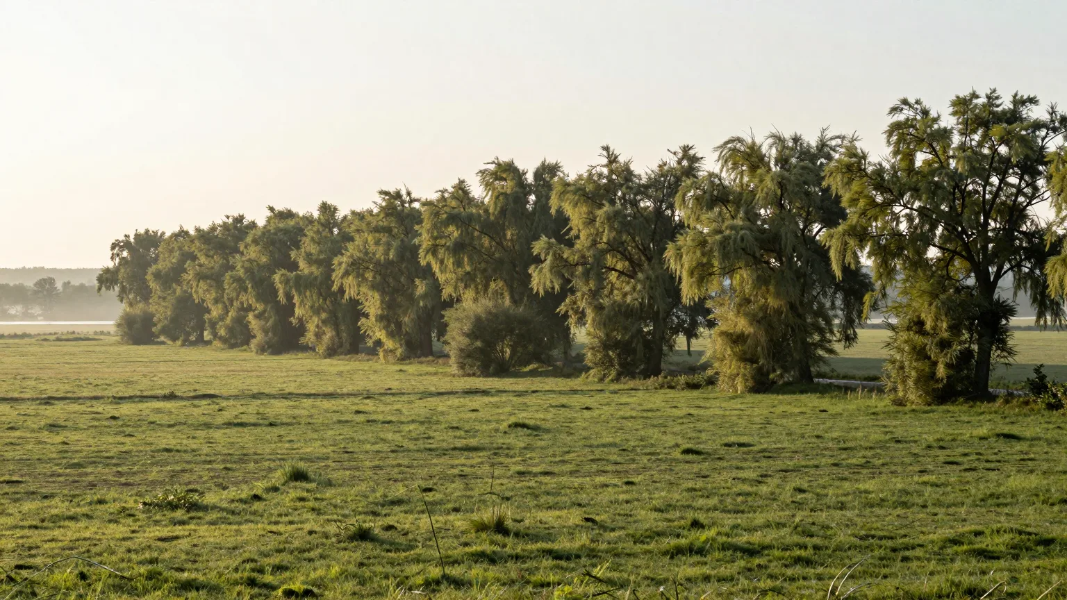 Bäume über Wiese und Feld