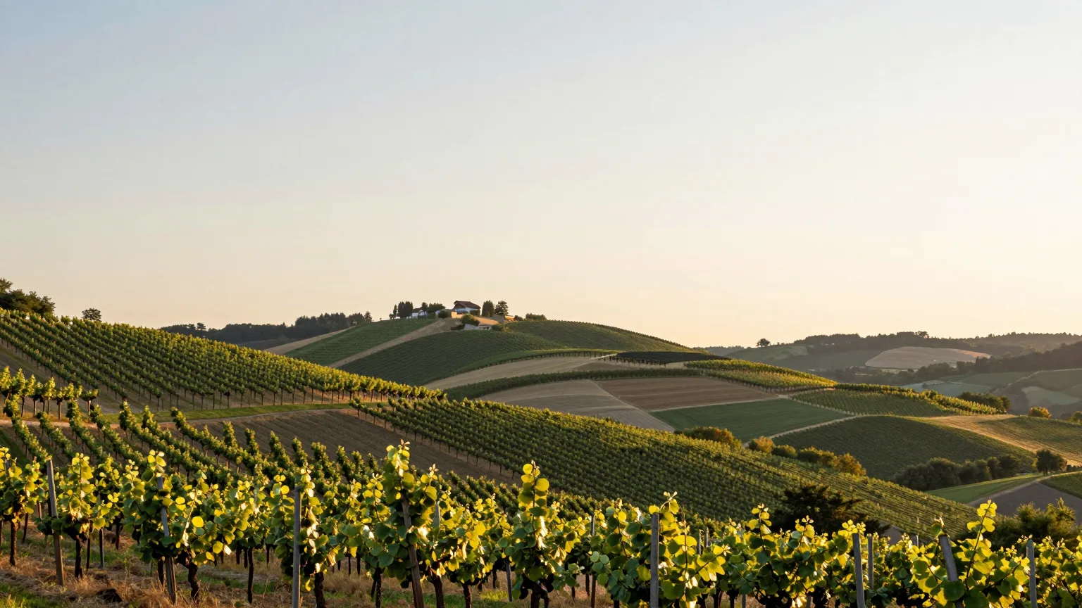 Weinberg über Hügeln