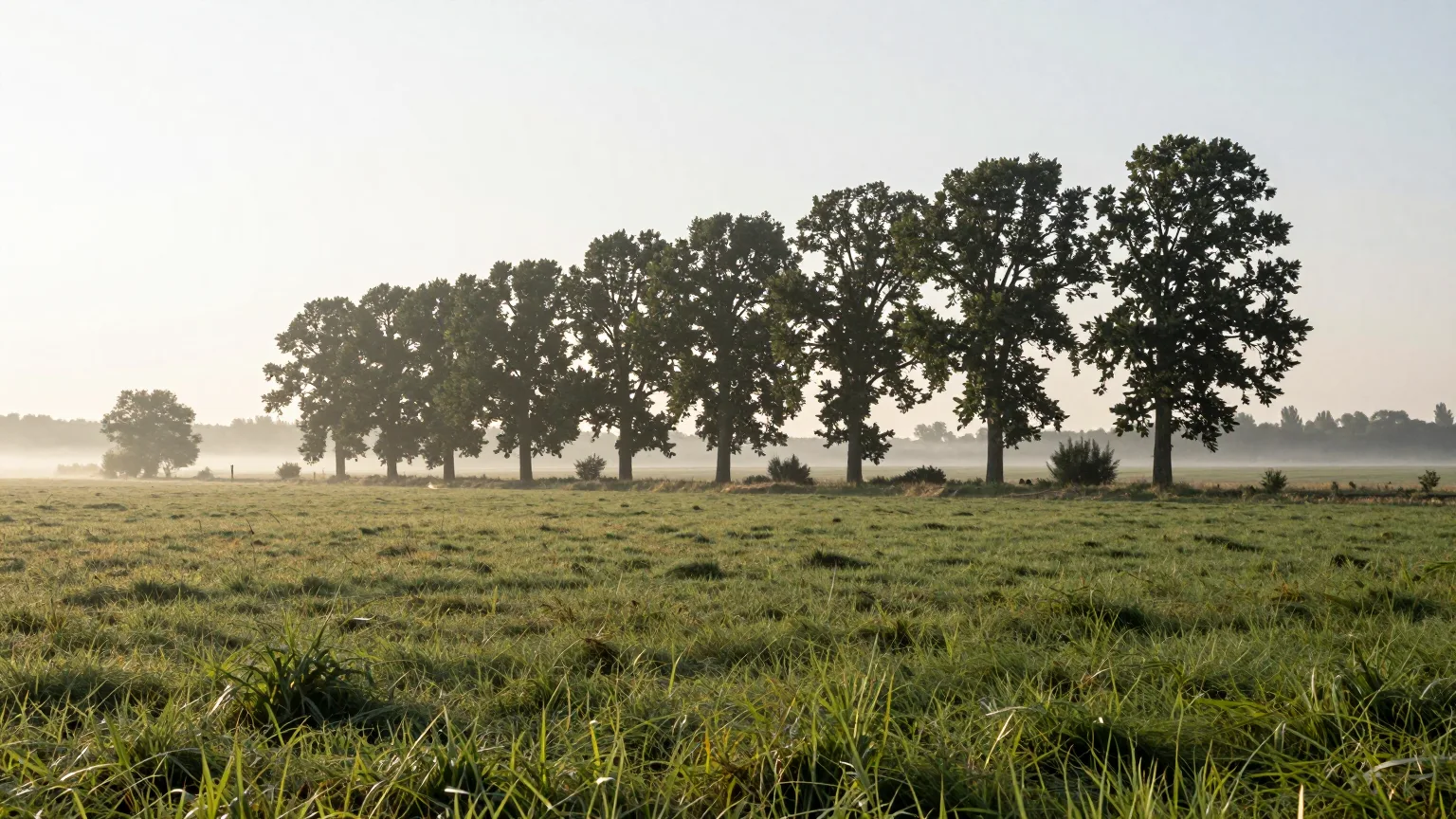 Baumreihe auf einer Wiese im Morgennebel