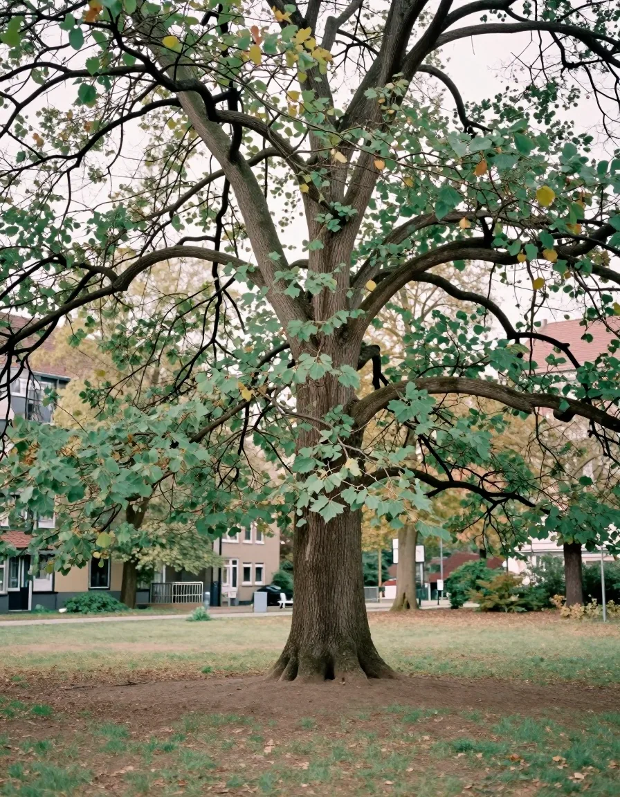 Großer Baum in einer ruhigen Parkanlage