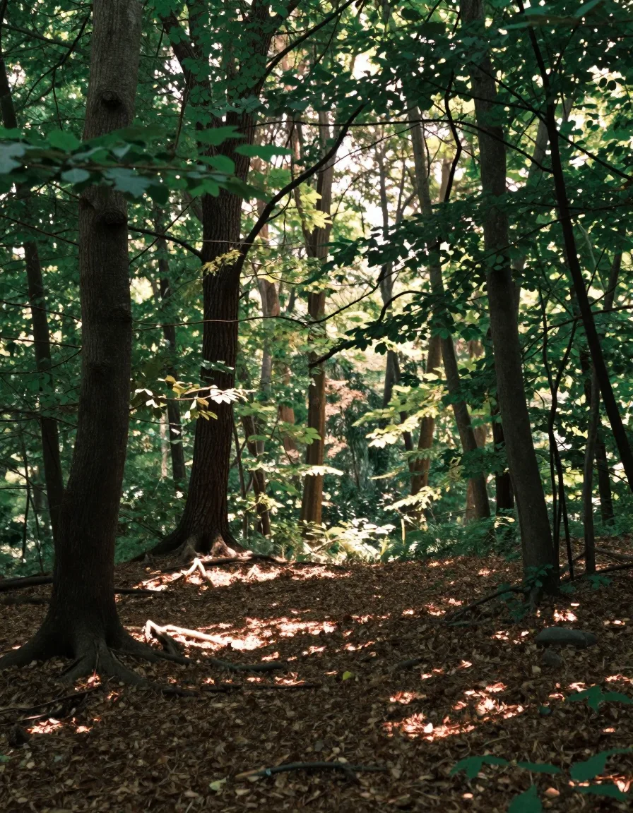 Waldweg mit Lichtflecken auf dem Boden